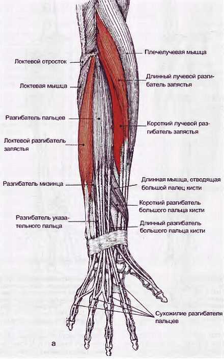 Миофасциальные боли и дисфункции. Руководство по триггерным точкам (в 2-х томах). Том 1. Верхняя половина туловища - _03.jpg_28
