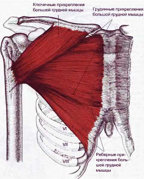 Миофасциальные боли и дисфункции. Руководство по триггерным точкам (в 2-х томах). Том 1. Верхняя половина туловища - _03.jpg_35