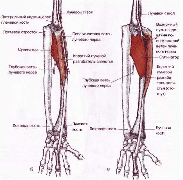 Миофасциальные боли и дисфункции. Руководство по триггерным точкам (в 2-х томах). Том 1. Верхняя половина туловища - _04.jpg_27