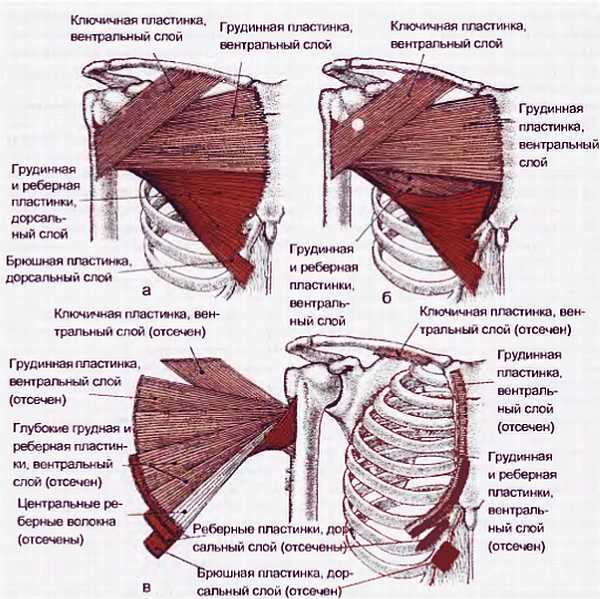 Миофасциальные боли и дисфункции. Руководство по триггерным точкам (в 2-х томах). Том 1. Верхняя половина туловища - _04.jpg_35