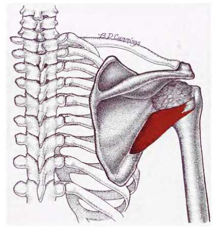 Миофасциальные боли и дисфункции. Руководство по триггерным точкам (в 2-х томах). Том 1. Верхняя половина туловища - _07.jpg_11