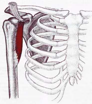 Миофасциальные боли и дисфункции. Руководство по триггерным точкам (в 2-х томах). Том 1. Верхняя половина туловища - _07.jpg_14