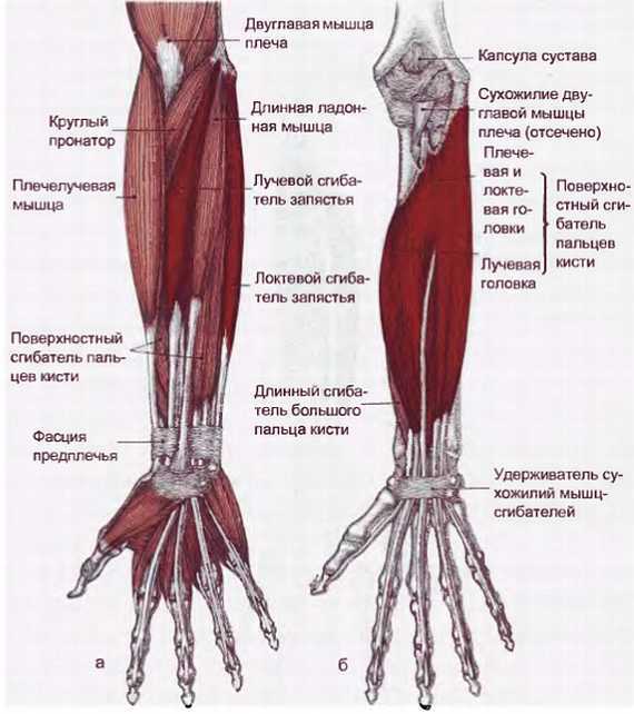 Миофасциальные боли и дисфункции. Руководство по триггерным точкам (в 2-х томах). Том 1. Верхняя половина туловища - _07.jpg_18