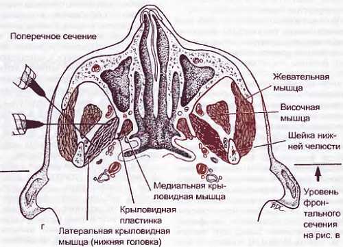 Миофасциальные боли и дисфункции. Руководство по триггерным точкам (в 2-х томах). Том 1. Верхняя половина туловища - _07.jpg_5