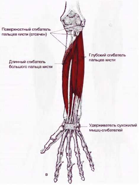 Миофасциальные боли и дисфункции. Руководство по триггерным точкам (в 2-х томах). Том 1. Верхняя половина туловища - _08.jpg_12
