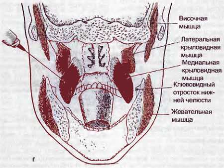 Миофасциальные боли и дисфункции. Руководство по триггерным точкам (в 2-х томах). Том 1. Верхняя половина туловища - _08.jpg_4