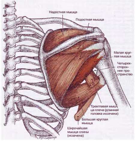 Миофасциальные боли и дисфункции. Руководство по триггерным точкам (в 2-х томах). Том 1. Верхняя половина туловища - _08.jpg_8
