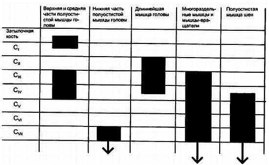 Миофасциальные боли и дисфункции. Руководство по триггерным точкам (в 2-х томах). Том 1. Верхняя половина туловища - _09.jpg_4