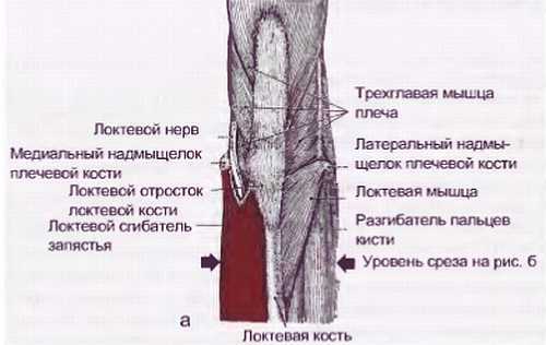 Миофасциальные боли и дисфункции. Руководство по триггерным точкам (в 2-х томах). Том 1. Верхняя половина туловища - _10.jpg_10