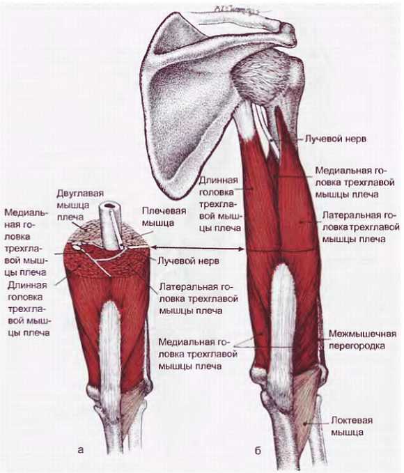 Миофасциальные боли и дисфункции. Руководство по триггерным точкам (в 2-х томах). Том 1. Верхняя половина туловища - _10.jpg_7