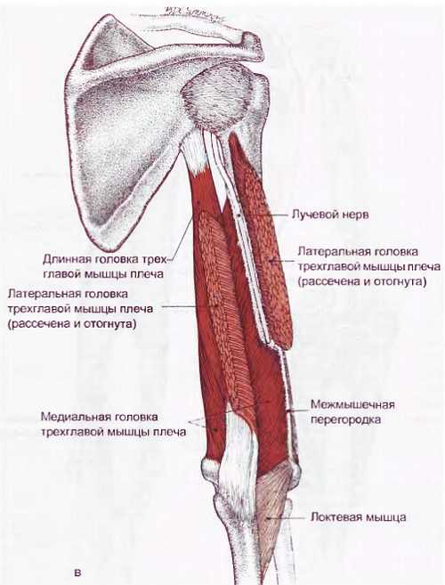 Миофасциальные боли и дисфункции. Руководство по триггерным точкам (в 2-х томах). Том 1. Верхняя половина туловища - _11.jpg_6