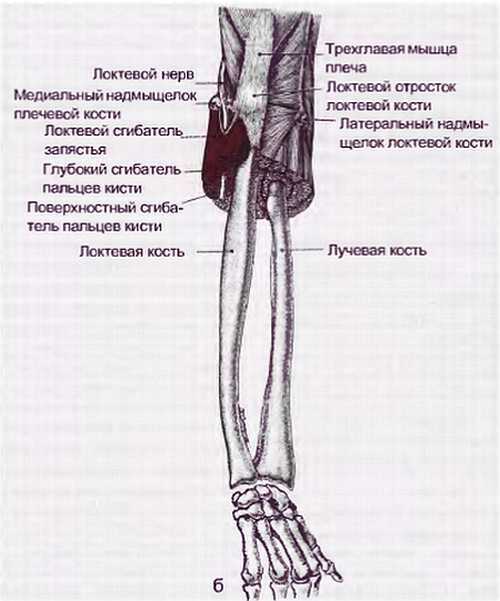 Миофасциальные боли и дисфункции. Руководство по триггерным точкам (в 2-х томах). Том 1. Верхняя половина туловища - _11.jpg_8