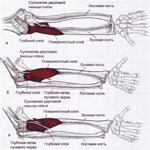 Миофасциальные боли и дисфункции. Руководство по триггерным точкам (в 2-х томах). Том 1. Верхняя половина туловища - _13.jpg_3