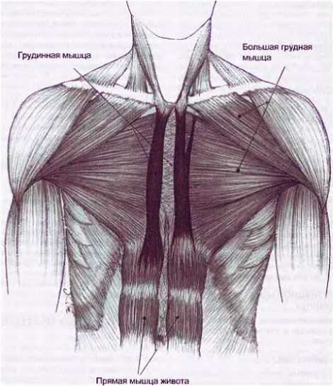 Миофасциальные боли и дисфункции. Руководство по триггерным точкам (в 2-х томах). Том 1. Верхняя половина туловища - _00.jpg_49