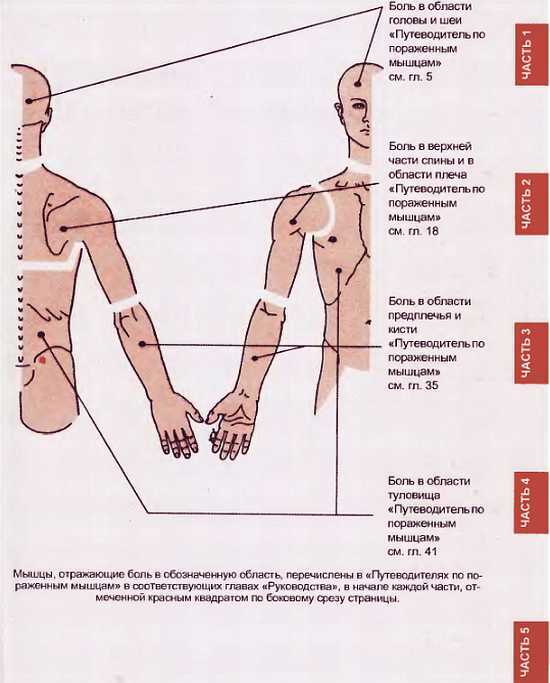 Миофасциальные боли и дисфункции. Руководство по триггерным точкам (в 2-х томах). Том 1. Верхняя половина туловища - _00.jpg_54