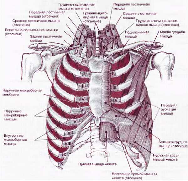 Миофасциальные боли и дисфункции. Руководство по триггерным точкам (в 2-х томах). Том 1. Верхняя половина туловища - _02.jpg_42