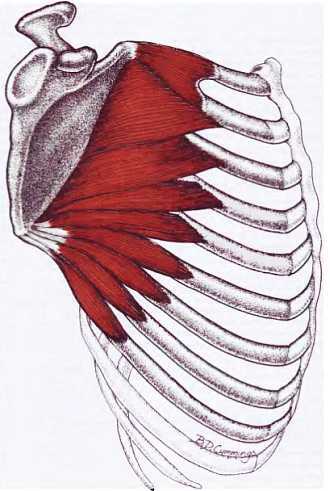 Миофасциальные боли и дисфункции. Руководство по триггерным точкам (в 2-х томах). Том 1. Верхняя половина туловища - _02.jpg_43