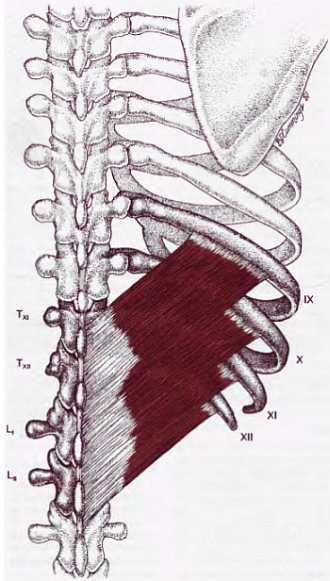 Миофасциальные боли и дисфункции. Руководство по триггерным точкам (в 2-х томах). Том 1. Верхняя половина туловища - _02.jpg_44