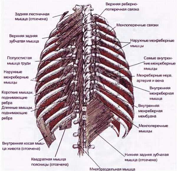 Миофасциальные боли и дисфункции. Руководство по триггерным точкам (в 2-х томах). Том 1. Верхняя половина туловища - _03.jpg_37