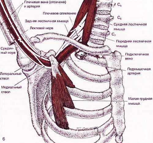 Миофасциальные боли и дисфункции. Руководство по триггерным точкам (в 2-х томах). Том 1. Верхняя половина туловища - _04.jpg_37