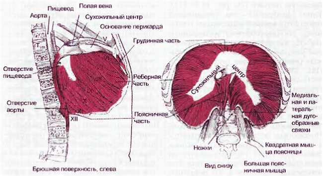 Миофасциальные боли и дисфункции. Руководство по триггерным точкам (в 2-х томах). Том 1. Верхняя половина туловища - _06.jpg_29