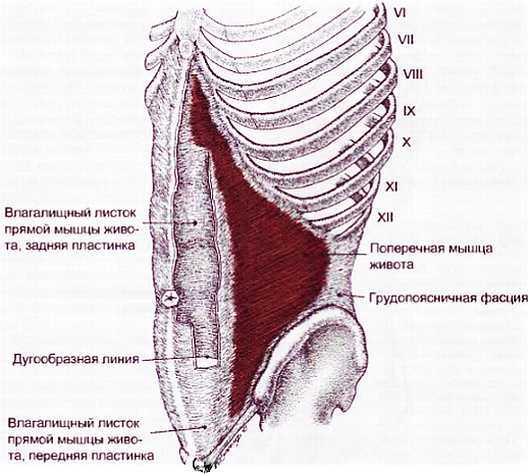 Миофасциальные боли и дисфункции. Руководство по триггерным точкам (в 2-х томах). Том 1. Верхняя половина туловища - _06.jpg_32