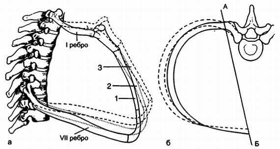 Миофасциальные боли и дисфункции. Руководство по триггерным точкам (в 2-х томах). Том 1. Верхняя половина туловища - _07.jpg_22