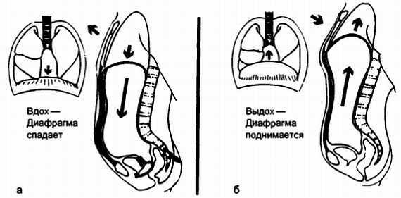 Миофасциальные боли и дисфункции. Руководство по триггерным точкам (в 2-х томах). Том 1. Верхняя половина туловища - _08.jpg_15
