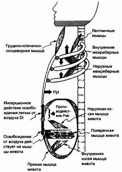 Миофасциальные боли и дисфункции. Руководство по триггерным точкам (в 2-х томах). Том 1. Верхняя половина туловища - _09.jpg_14