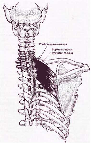 Миофасциальные боли и дисфункции. Руководство по триггерным точкам (в 2-х томах). Том 1. Верхняя половина туловища - _09.jpg_15