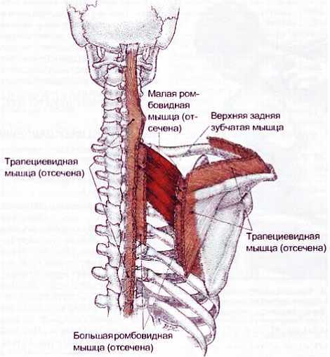 Миофасциальные боли и дисфункции. Руководство по триггерным точкам (в 2-х томах). Том 1. Верхняя половина туловища - _10.jpg_12