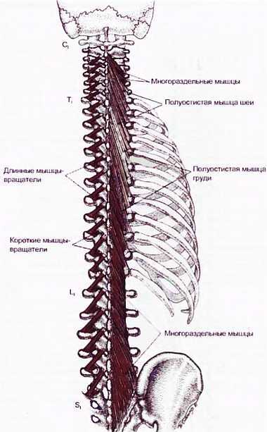 Миофасциальные боли и дисфункции. Руководство по триггерным точкам (в 2-х томах). Том 1. Верхняя половина туловища - _10.jpg_13