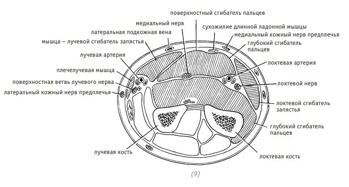 Атлас по оперативной хирургии верхней конечности - _126.jpg