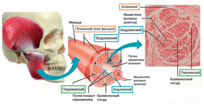 Ортодонтия. Практическое руководство - img_12.png