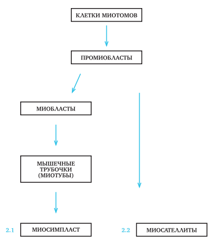 Ортодонтия. Практическое руководство - img_13.png