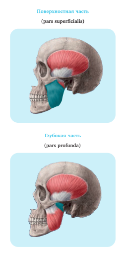 Ортодонтия. Практическое руководство - img_15.png