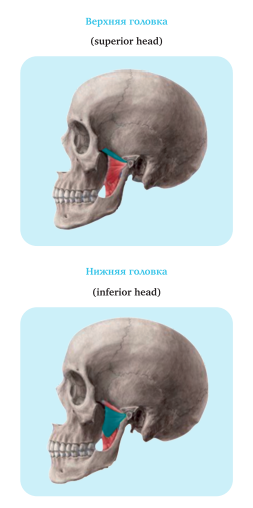 Ортодонтия. Практическое руководство - img_18.png