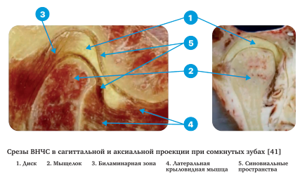 Ортодонтия. Практическое руководство - img_31.png