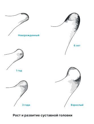 Ортодонтия. Практическое руководство - img_33.png