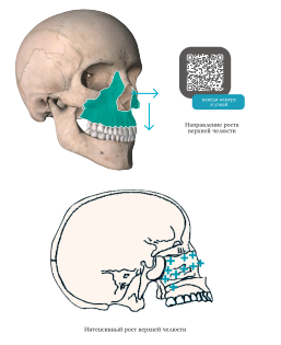 Ортодонтия. Практическое руководство - img_4.png