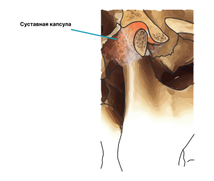 Ортодонтия. Практическое руководство - img_37.png