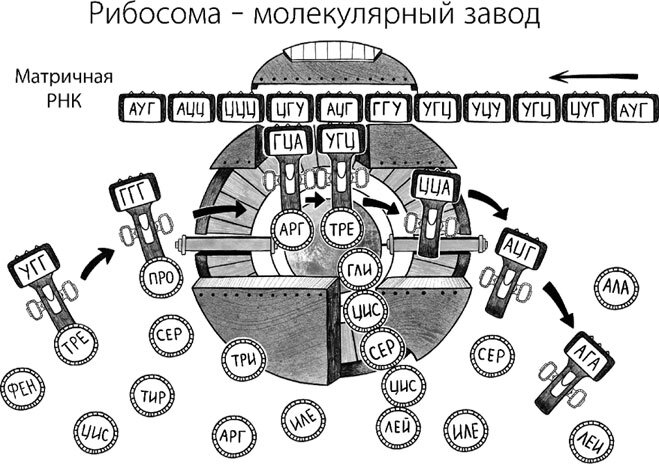 Как ГМО спасает планету и почему люди этому мешают - i_006.jpg