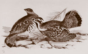 Томек и таинственное путешествие - i_021.jpg