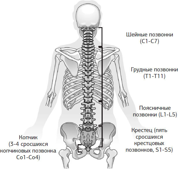 Боль в спине - лечение, симптомы, причины, диагностика | Центр Дикуля