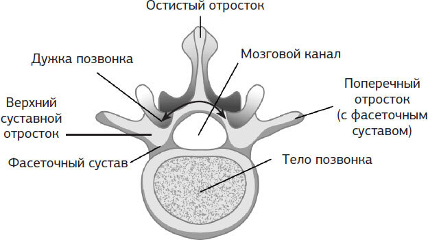 Истина в спине. Как избавиться от боли без уколов и операций - i_004.jpg