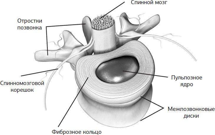 Истина в спине. Как избавиться от боли без уколов и операций - i_005.jpg