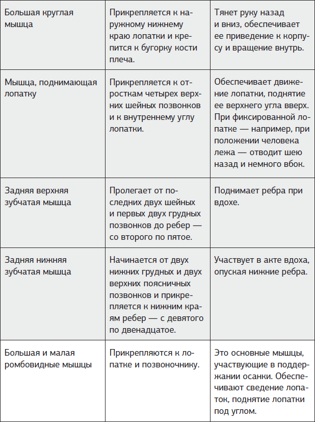 Истина в спине. Как избавиться от боли без уколов и операций - i_009.png