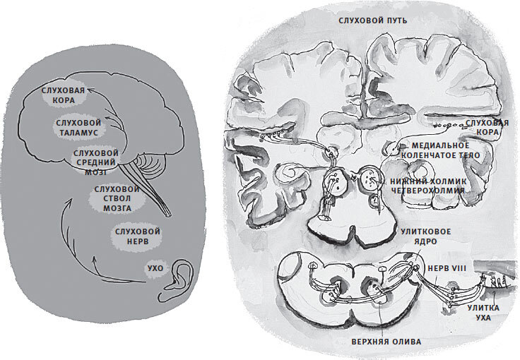 Мозг слушает. Как создается осмысленный звуковой мир - i_015.jpg