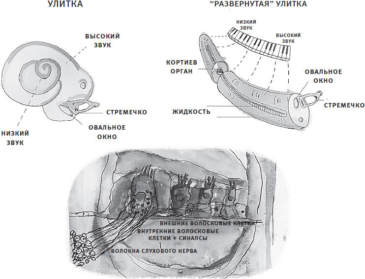 Мозг слушает. Как создается осмысленный звуковой мир - i_016.jpg