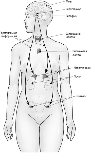 Фертильность через взаимодействие ума и тела: истинный путь к зачатию. Хочу ребенка! Как быть, когда малыш не торопится. Мысли многодетной мамы вслух, или Полуночные записки на подгузниках - i_003.jpg